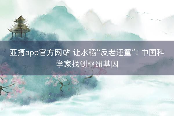 亚搏app官方网站 让水稻“反老还童”! 中国科学家找到枢纽基因